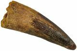 Fossil Spinosaurus Tooth - Huge Dinosaur Tooth #227274-1